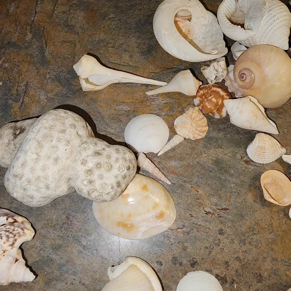 Beautiful Sea Shells Lot- Some Unique & Rare Shark teeth Aquarium Nautical Decor